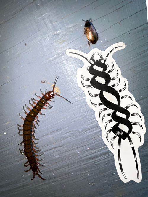 808 Centipede Sticker
